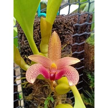 Bulbophyllum Sumatranum Perak Shopee Malaysia