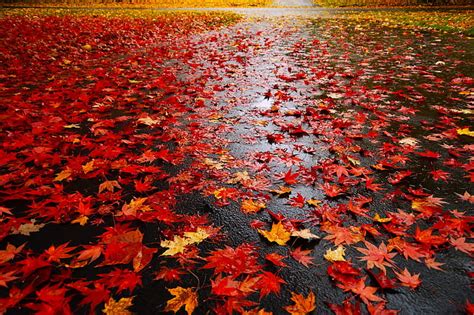 Royalty Free Photo Lots Of Red Maple Leaf On Ground PickPik