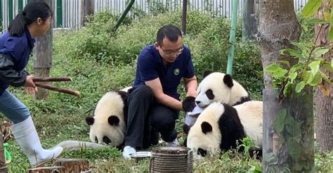 1 Day Dujiangyan Panda Volunteer Tour