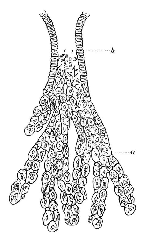 Gastric Gland The Cell In The Human Gastric Corpus Stock Illustration