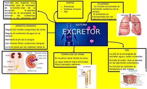 Mapas Mentales De Sistema Urinario Y Aparato Reproductor Femenino Udocz