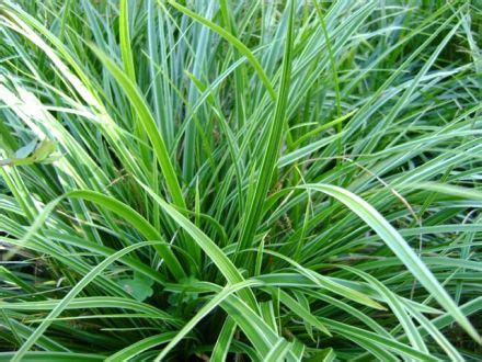 Carex Morrowii Variegata Zegge De Tuinen Van Appeltern