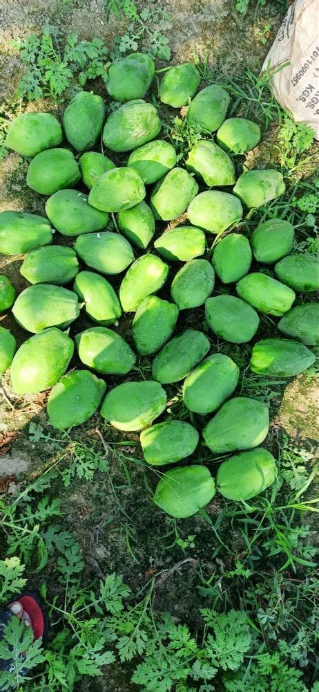 A Grade Raw Papaya Packaging Size Kg At Rs Kg In Bongoan Id