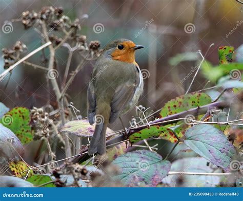 Robin Empoleirado No Galho Espinhoso Imagem De Stock Imagem De Amora