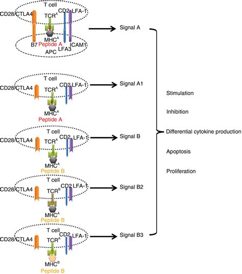 Soluble Major Histocompatibility Complex Molecules In Immune Regulation