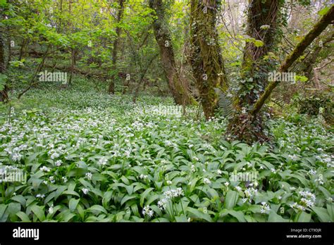 Frenchmans Creek Cornwall Uk Spring Stock Photo Alamy