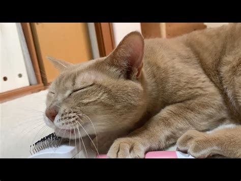 セルフで気持ち良さそうにブラッシングする猫 【今日のひのき猫】 Live2newsまとめ（β3）