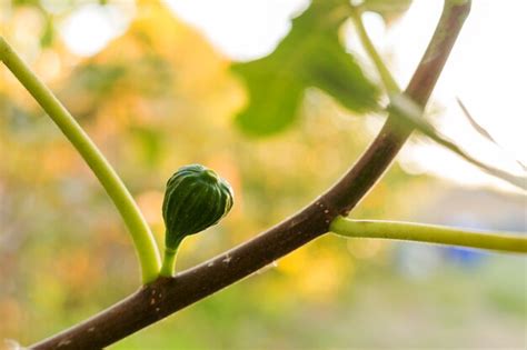 Onrijpe Verse Groene Vijgen Groeien Rijpen Op Een Tak Van Een