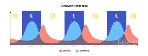 Sleep Wake Cycle Photograph By Pikovit Science Photo Library Fine