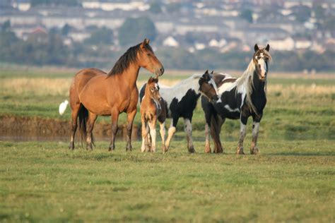 Wild Horses | Horses, Wild horse pictures, Wild horses running