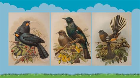 Buller's Birds: Gallery | New Zealand Garden Bird Survey