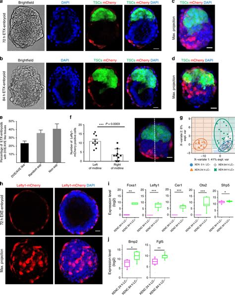 Asymmetric Lefty1 Expression In Etx Embryoids A B Representative