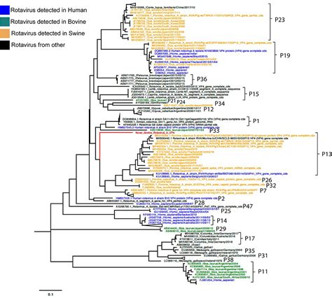 Frontiers Genetic Characterization Of A Novel Bovine Rotavirus A G37p