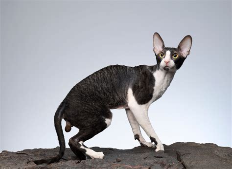 Cornish Rex Tudo O Que Precisa De Saber Sobre Esta Raça