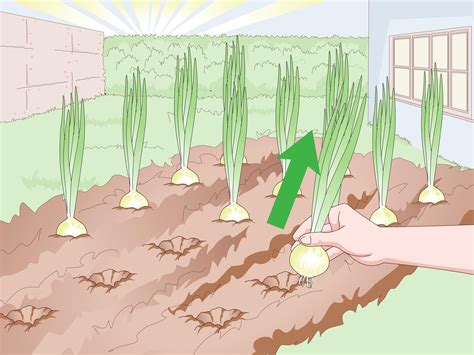 3 Ways to Grow Spring Onions - wikiHow