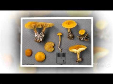 Calocybe Naucoria Fungi Kingdom Youtube