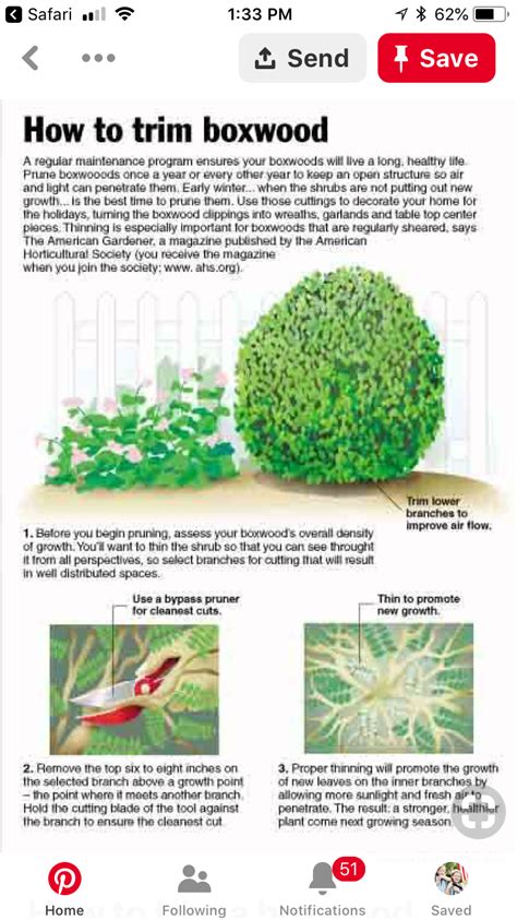 Pin By Lee Cazayoux On Gardening Boxwood Landscaping Boxwood Garden