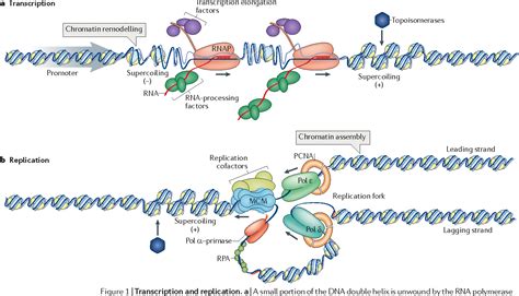 Pdf Transcriptionreplication Conflicts How They Occur And How They