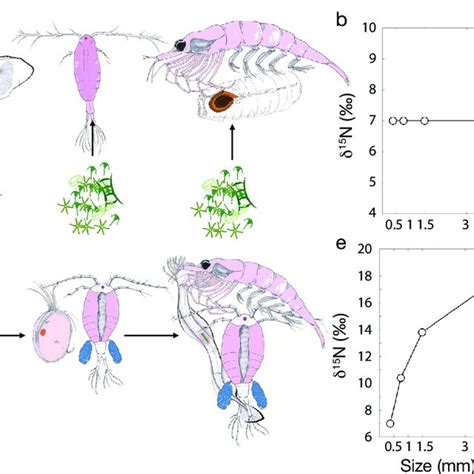 Schematic of 2 idealized plankton food webs. (a−c) Not size-structured ...