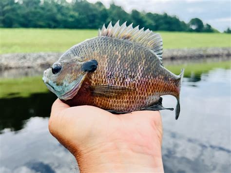 Bluegill Photo By Eric Packard Maryland Fisheries Service Dnr Flickr