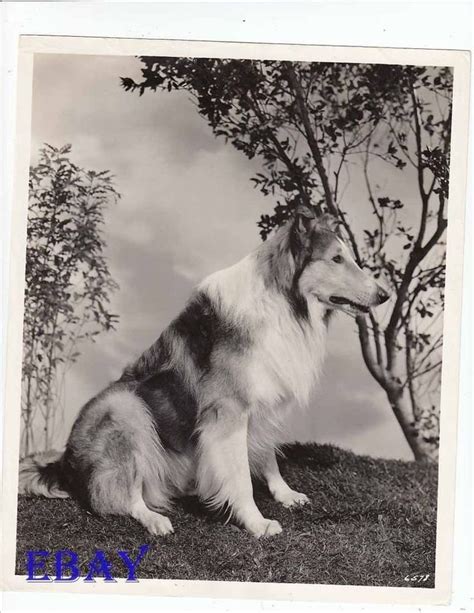 Pin On Lassie