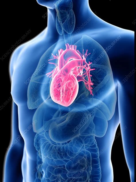 Illustration Of A Mans Heart Stock Image F0236293 Science Photo