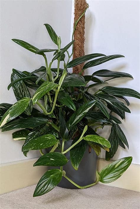 Monstera Standleyana Philodendron Cobra Info Care Tips And Problem