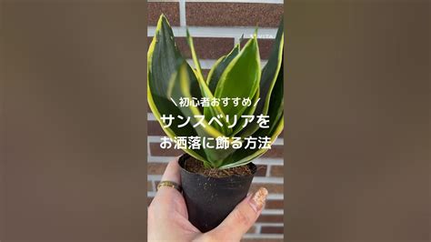 【植物初心者にもおすすめ🔰】サンスベリアをお洒落に飾ろう 観葉植物 観葉植物インテリア 観葉植物のある暮らし 観葉植物育て方