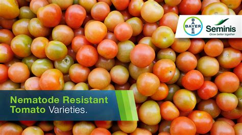 Nematode Resistant Tomato Varieties