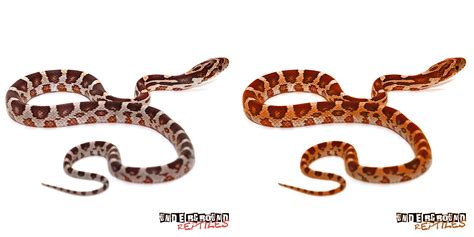 Baby Corn Snake Colors