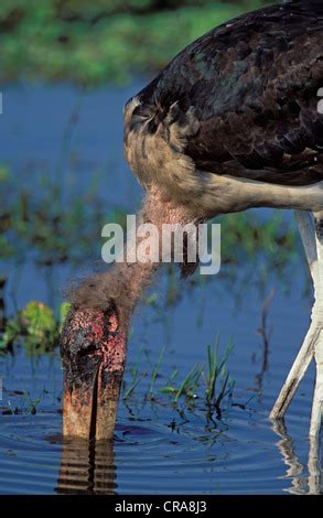 Marabou Stork (Leptoptilos crumeniferus), eating Lesser Flamingo Stock ...