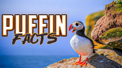 Puffin Facts Youtube