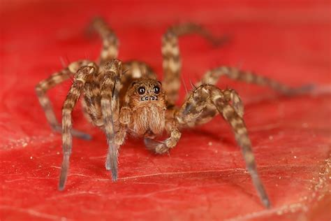 Premium Photo Spider Jumper Macro Arachnophobia Beautiful Jumping