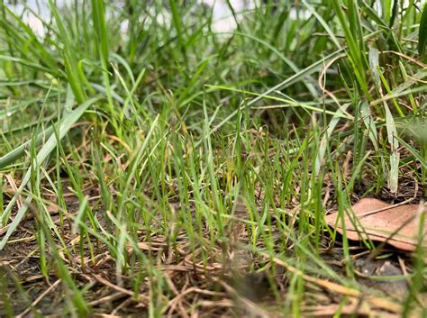 When To Plant Fescue Grass Seed Storables