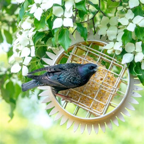 Top 7 Rain Proof Bird Feeders for All Weather Conditions