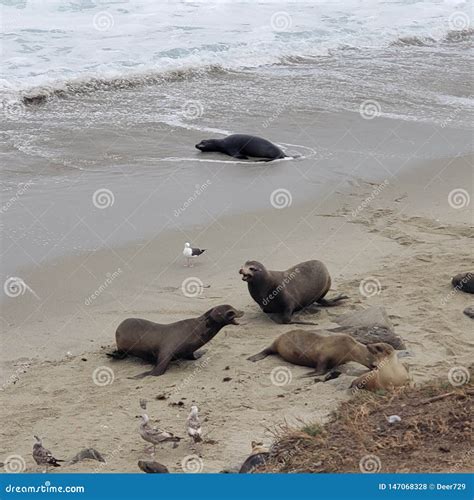 Sea Lion Males Fighting Seagulls On Rocky Beach Waves Stock Photo