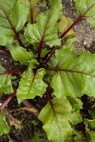 Category Beetroot Landed Forest Gardening