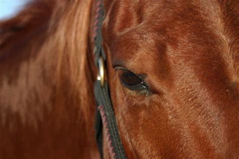 Horse Eye Free Photo Download | FreeImages