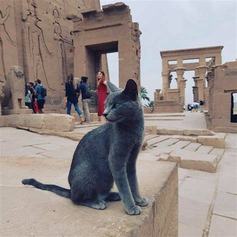 12 Photos Of Cats Exploring Ancient Egypt Egyptian Streets