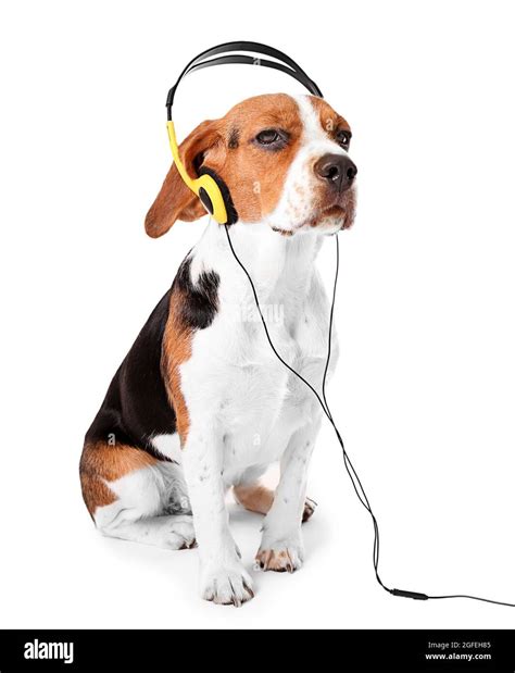 Beagle dog wearing headphones isolated on white Stock Photo - Alamy