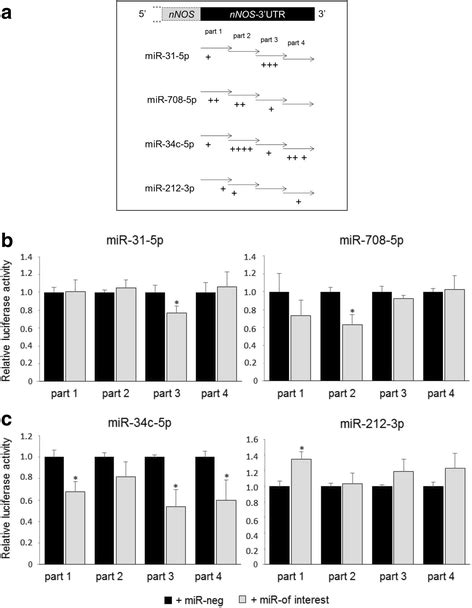 Mir 708 5p And Mir 34c 5p Are Involved In Nnos Regulation In Dystrophic