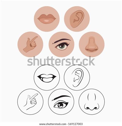 Five Senses Nose Lips Eye Ear เวกเตอร์สต็อก ปลอดค่าลิขสิทธิ์ 169127003 Shutterstock