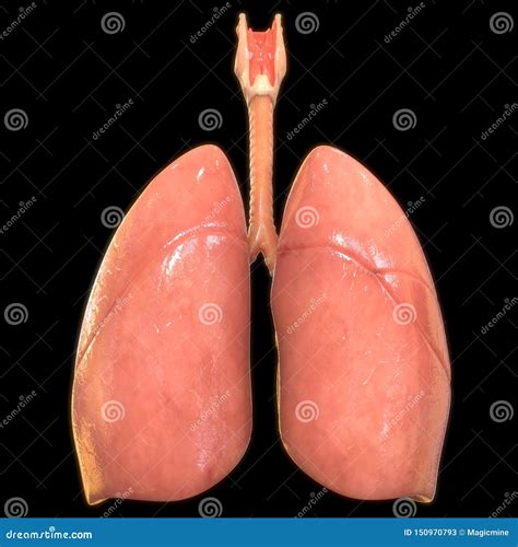 Anatom A De Los Pulmones Del Sistema Respiratorio De Los Rganos Del