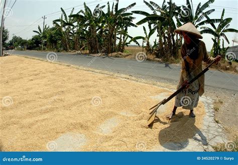 Drying Grain Editorial Stock Image Image Of Plantation 34520279