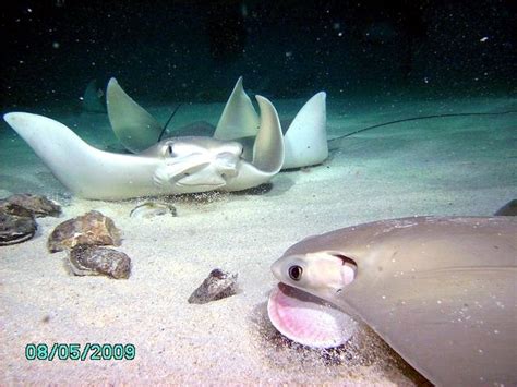 Cownose Stingray Ocean Treasures Memorial Library