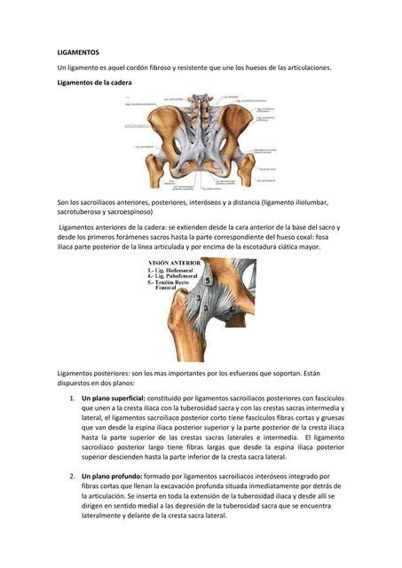 Res Menes De Ligamento Deltoideo Descarga Apuntes De Ligamento Deltoideo