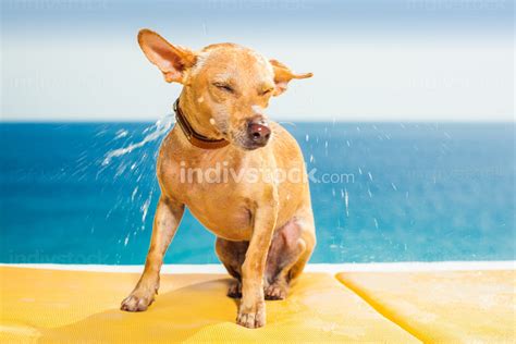 Why Do Dogs Shake Off Water