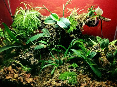 I Built An Orchid Terrarium From My Old Aquarium Orchid Terrarium