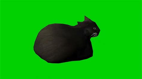 Maxwell The Cat Spin Only Green Screen Youtube