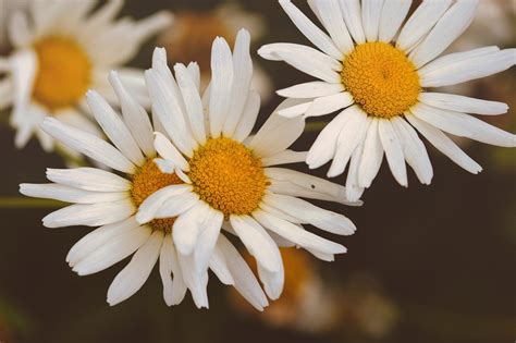 Daisies Flowers Nature Free Photo On Pixabay Pixabay